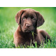 Puzzle Clementoni 500 piezas Chocolate Puppy